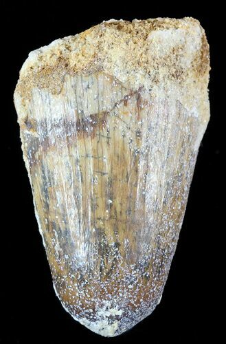 Cretaceous Fossil Crocodile (Elosuchus) Tooth - Morocco #48991